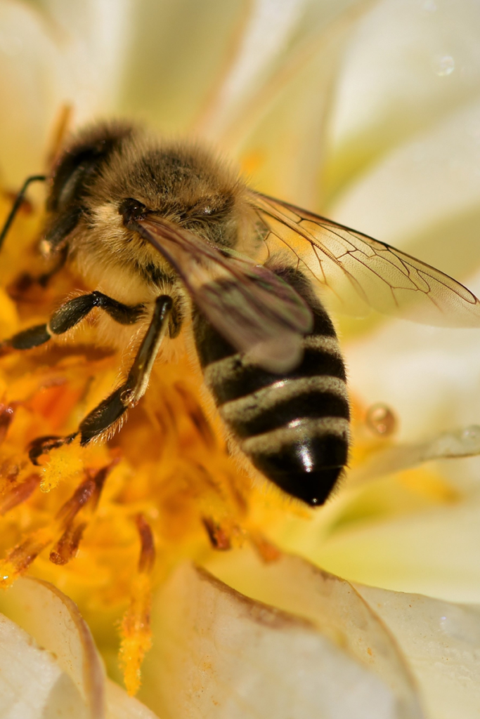 abeille-noire-Gardienne de-la-Biodiversité