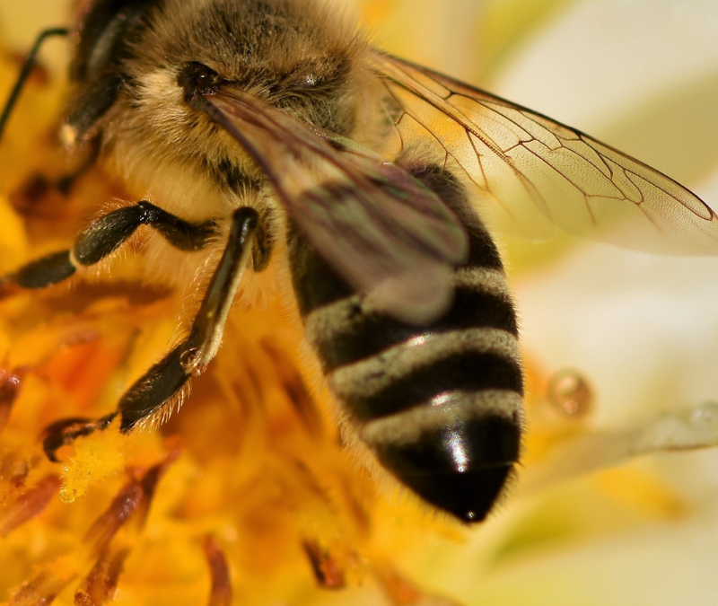 L’abeille noire : Gardienne de la Biodiversité